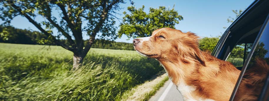 Vacances 2020 : Assurez-vous du meilleur pour votre chien ou votre chat