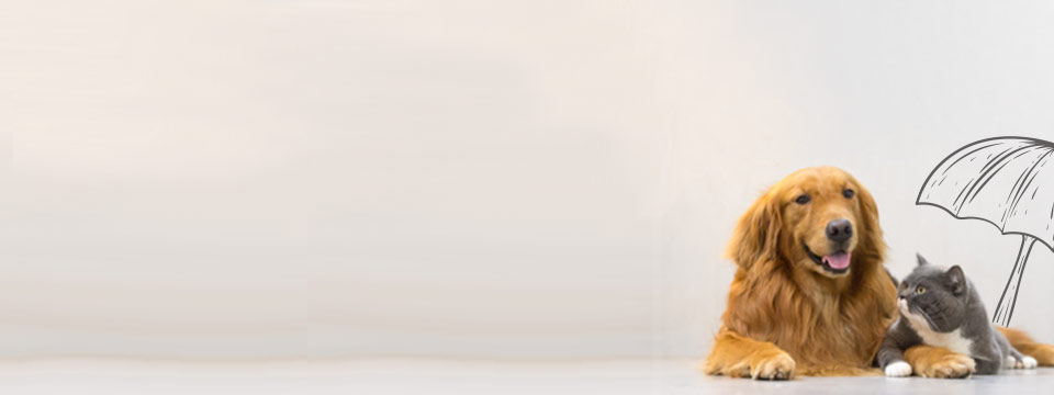 Quelle assurance choisir pour protéger votre animal ?