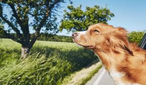 Vacances 2020 : Assurez-vous du meilleur pour votre chien ou votre chat