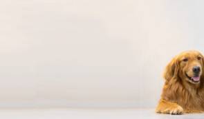 Quelle assurance choisir pour protéger votre animal ?