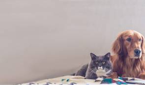 Parce que vos animaux le valent bien