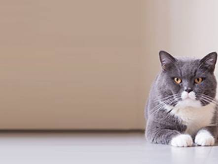 Quel budget prévoir pour adopter un chat ?