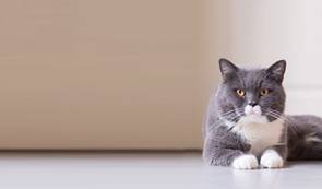 Quel budget prévoir pour adopter un chat ?