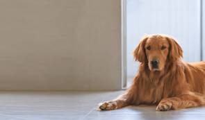 Comment évaluer combien coûte un chien ?