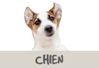 Assurance Chien